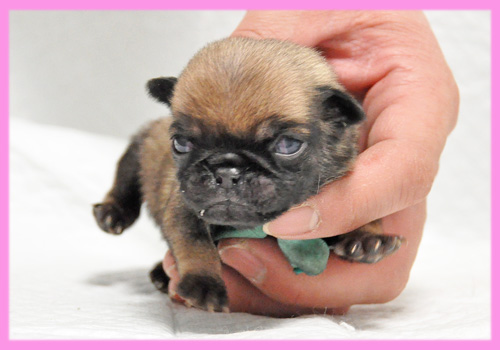 パグ　フォーン　メス　子犬販売の専門店　AngelWan　横浜