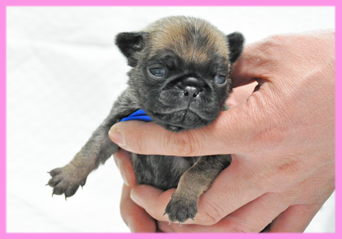 パグ フォーン メス 子犬販売の専門店 AngelWan 横浜
