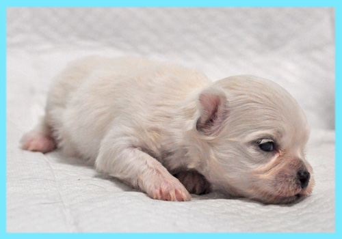 ミックス　シーズー　チワワ　オス　子犬販売の専門店　AngelWan　横浜