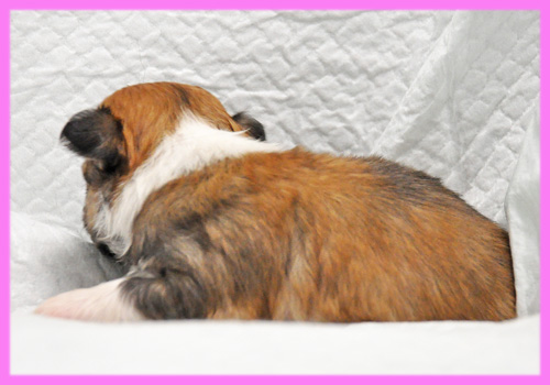 ミックス　シーズー　チワワ　メス　子犬販売の専門店　AngelWan　横浜