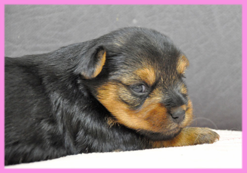 ヨークシャーテリア　メス　子犬販売の専門店　AngelWan　横浜