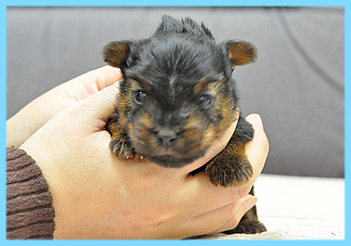 ヨークシャーテリア　オス　子犬販売の専門店　AngelWan　横浜
