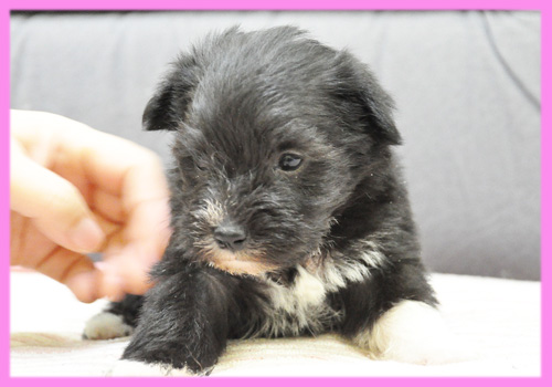 ヨークシャーテリア　メス　子犬販売の専門店　AngelWan　横浜