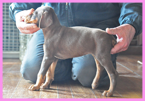 ドーベルマン チョコレートタン メス 子犬販売の専門店 AngelWan 横浜