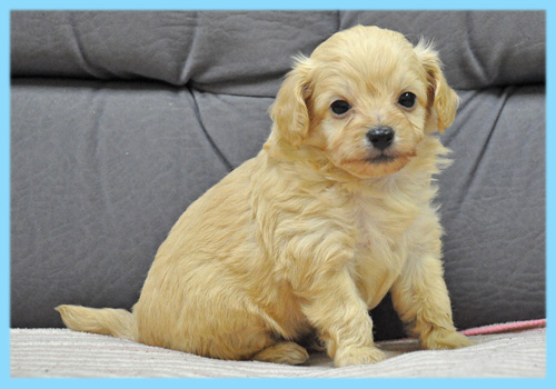 ミックス チワワ トイプードル クリーム オス 子犬販売の専門店 AngelWan 横浜