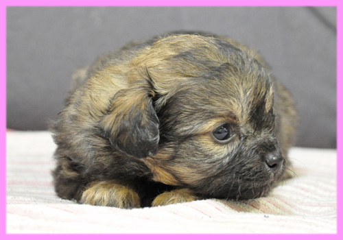 ミックス チワワ トイプードル フォーン メス 子犬販売の専門店 AngelWan 横浜