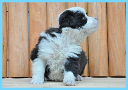 ボーダーコリー　ブラック＆ホワイト　オス　子犬販売の専門店　AngelWan　横浜