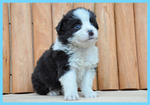 ボーダーコリー　ブラック＆ホワイト　オス　子犬販売の専門店　AngelWan　横浜