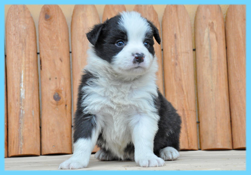 ボーダーコリー　ブラック＆ホワイト　オス　子犬販売の専門店　AngelWan　横浜