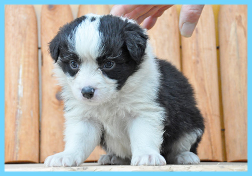 ボーダーコリー ブラック&ホワイト オス 子犬販売の専門店 AngelWan 横浜