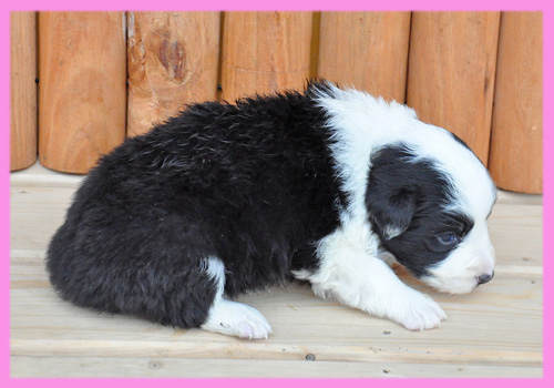 ボーダーコリー　ブラック＆ホワイト　メス　子犬販売の専門店　AngelWan　横浜