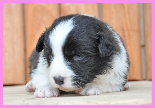 ボーダーコリー　ブラック＆ホワイト　メス　子犬販売の専門店　AngelWan　横浜