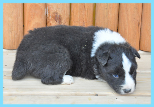 ボーダーコリー　ブラック＆ホワイト　オス　子犬販売の専門店　AngelWan　横浜