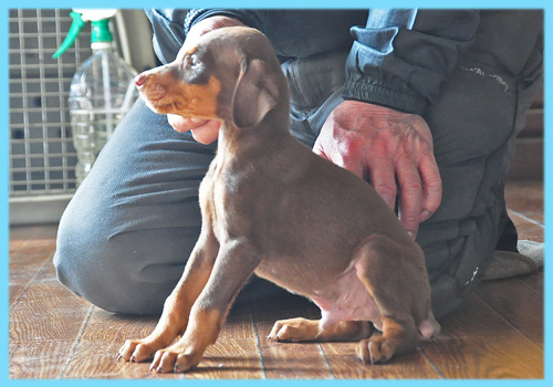 ドーベルマン　チョコレートタン　オス　子犬販売の専門店　AngelWan　横浜