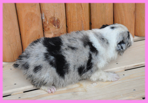 ボーダーコリー　ブルーマール　メス　子犬販売の専門店　AngelWan　横浜