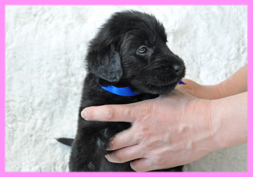 フラットコーテッドレトリバー ブラック メス 子犬販売の専門店 AngelWan 横浜
