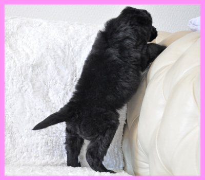 フラットコーテッドレトリバー　ブラック　メス　子犬販売の専門店　AngelWan　横浜