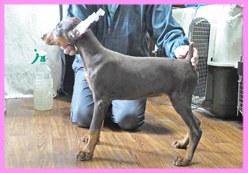 ドーベルマン　チョコレートタン　メス　子犬販売の専門店　AngelWan　横浜