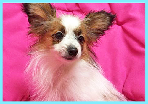 パピヨン　オス　子犬販売の専門店　AngelWan　横浜