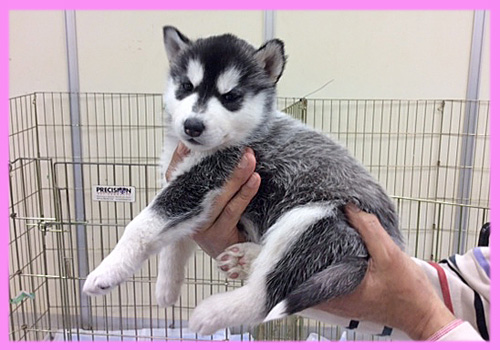シベリアンハスキー　ブラック＆ホワイト　メス　子犬販売の専門店　AngelWan　横浜