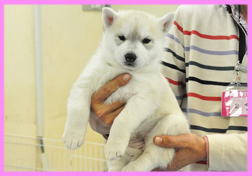 シベリアンハスキー　シルバー＆ホワイト　メス　子犬販売の専門店　AngelWan　横浜