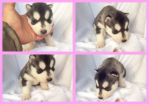 シベリアンハスキー　ブラック＆ホワイト　メス　子犬販売の専門店　AngelWan　横浜