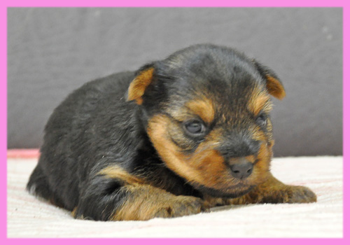 ヨークシャーテリア　メス　子犬販売の専門店　AngelWan　横浜