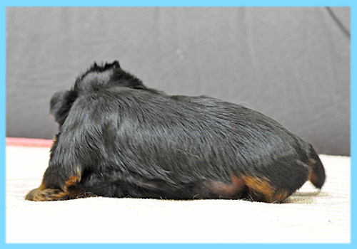 ヨークシャーテリア　オス　子犬販売の専門店　AngelWan　横浜