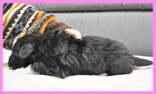 ヨークシャーテリア　メス　子犬販売の専門店　AngelWan　横浜