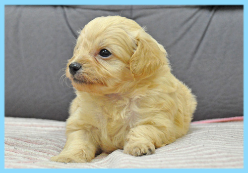 ミックス チワワ トイプードル クリーム オス 子犬販売の専門店 AngelWan 横浜