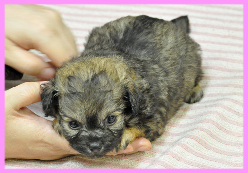 ミックス　チワワ　トイプードル　フォーン　メス　子犬販売の専門店　AngelWan　横浜