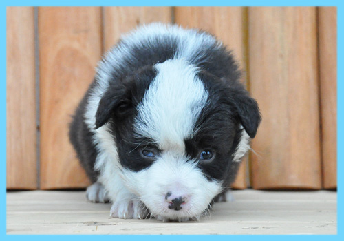 ボーダーコリー　ブラック＆ホワイト　オス　子犬販売の専門店　AngelWan　横浜