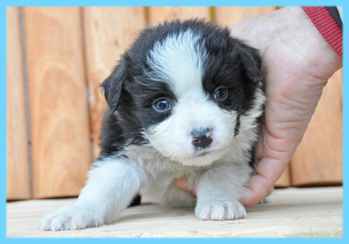 ボーダーコリー　ブラック＆ホワイト　オス　子犬販売の専門店　AngelWan　横浜