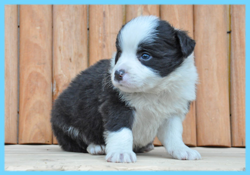 ボーダーコリー　ブラック＆ホワイト　オス　子犬販売の専門店　AngelWan　横浜
