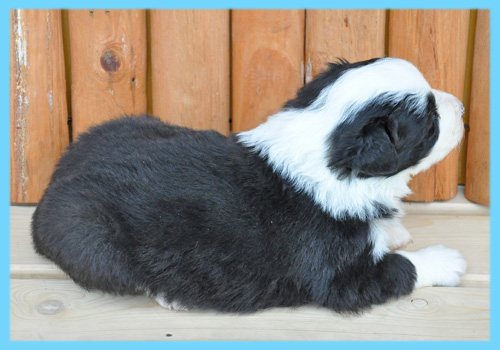 ボーダーコリー ブラック&ホワイト オス 子犬販売の専門店 AngelWan 横浜