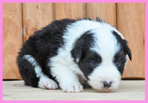 ボーダーコリー　ブラック＆ホワイト　メス　子犬販売の専門店　AngelWan　横浜