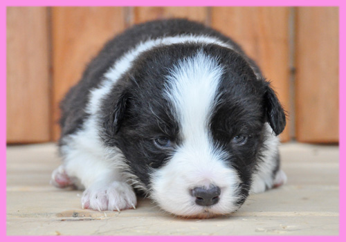 ボーダーコリー　ブラック＆ホワイト　メス　子犬販売の専門店　AngelWan　横浜