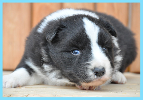 ボーダーコリー　ブラック＆ホワイト　オス　子犬販売の専門店　AngelWan　横浜