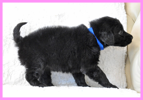 フラットコーテッドレトリバー ブラック メス 子犬販売の専門店 AngelWan 横浜