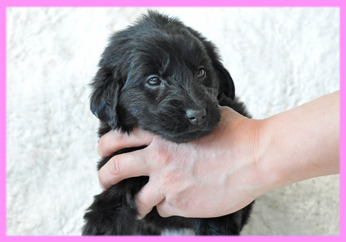 フラットコーテッドレトリバー　ブラック　メス　子犬販売の専門店　AngelWan　横浜