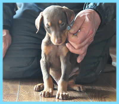 ドーベルマン　チョコレートタン　オス　子犬販売の専門店　AngelWan　横浜