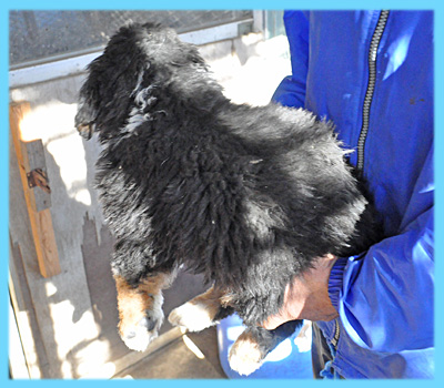 バーニーズマウンテンドッグ　オス　子犬販売の専門店　AngelWan　横浜