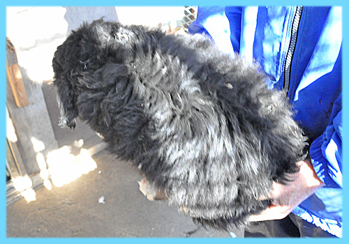 バーニーズマウンテンドッグ　オス　子犬販売の専門店　AngelWan　横浜