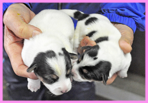 ジャックラッセルテリア　メス　子犬販売の専門店　AngelWan　横浜