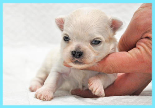 ミックス　シーズー　チワワ　オス　子犬販売の専門店　AngelWan　横浜
