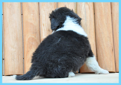 ボーダーコリー　ブラック＆ホワイト　オス　子犬販売の専門店　AngelWan　横浜