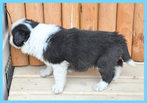 ボーダーコリー　ブラック＆ホワイト　オス　子犬販売の専門店　AngelWan　横浜