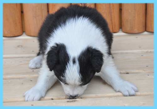 ボーダーコリー ブラック&ホワイト オス 子犬販売の専門店 AngelWan 横浜
