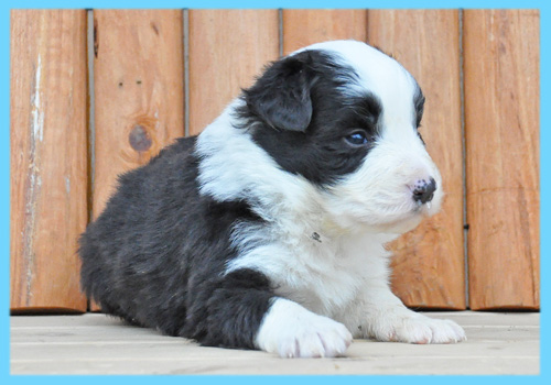 ボーダーコリー ブラック&ホワイト オス 子犬販売の専門店 AngelWan 横浜