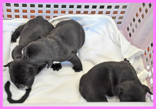 フレンチブルドッグ ダークブリンドル メス 子犬販売の専門店 AngelWan 横浜